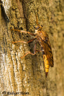 Hornissen-Raubfliege (Asilus crabroniformis) Weibchen, 29.8.2024 - Makroobjektiv 180mm f/3.5