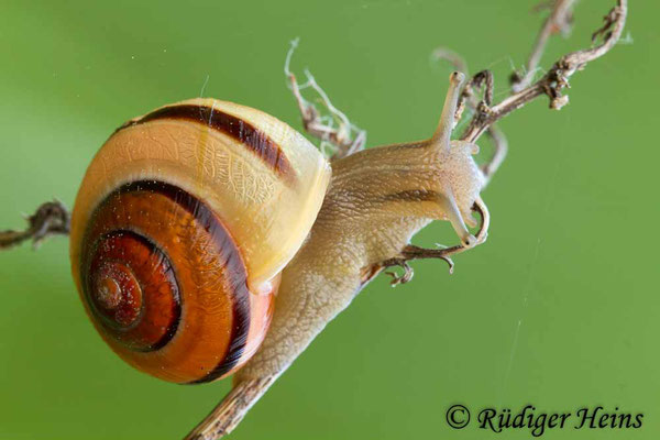 Cepaea nemoralis (Hain-Bänderschnecke), 22.5.2016