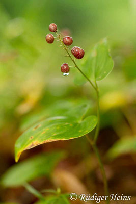 Maianthemum bifolium (Zweiblättrige Schattenblume), 16.8.2017