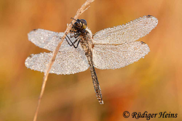 Sympetrum danae (Schwarze Heidelibelle) Männchen, 21.8.2010
