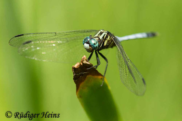 Orthetrum julia falsum (Julia Blaupfeil) Männchen, 30.1.2019