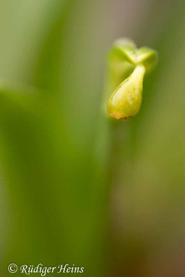 Leucojum vernum (Frühlingsknotenblume oder Märzenbecher)