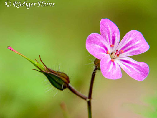 Geranium robertianum (Ruprechtskraut), 25.9.2010