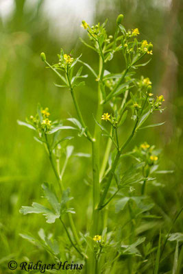Ranunculus sceleratus (Gift-Hahnenfuß)