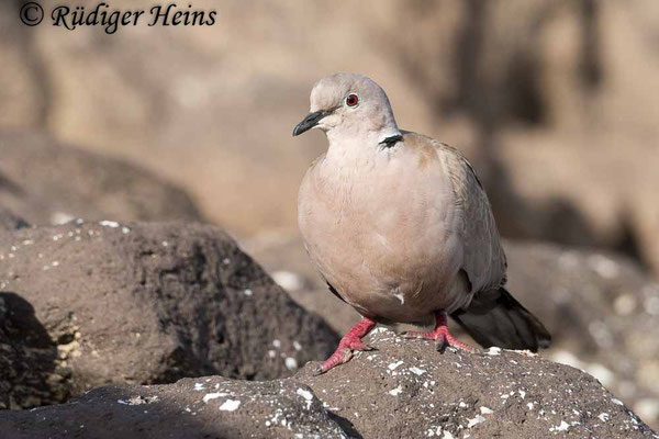 Türkentaube (Streptopelia decaocto), 5.12.2022 - Panasonic DMC-FZ 1000