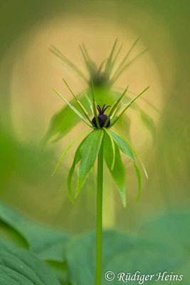 Paris quadrifolia (Vierblättrige Einbeere)