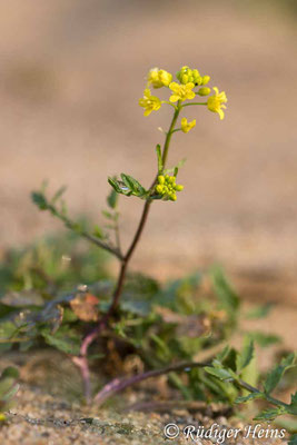Rorippa sylvestris (Wald-Sumpfkresse), 20.8.2024