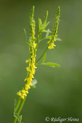 Melilotus officinalis (Gelber Steinklee)