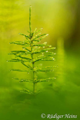 Equisetum palustre (Sumpf-Schachtelhalm), 7.5.2017