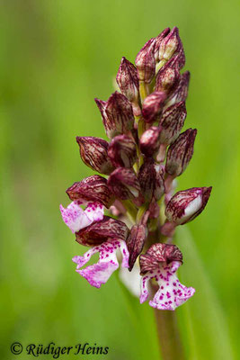 Orchis purpurea (Purpur-Knabenkraut), 2.5.2015