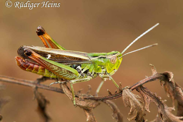 Stenobothrus lineatus (Heidegrashüpfer) Männchen, 1.9.2017