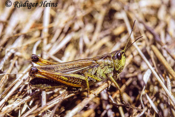 Stauroderus scalaris (Gebirgsgrashüpfer) Weibchen, 18.7.1988 (Scan vom Dia)