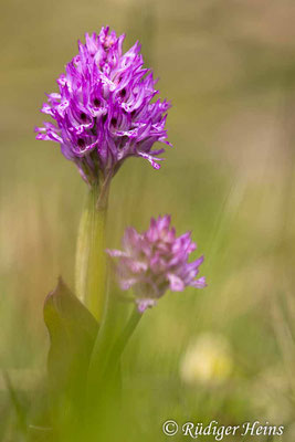 Neotinea tridentata (Dreizähniges Knabenkraut), 29.4.2024