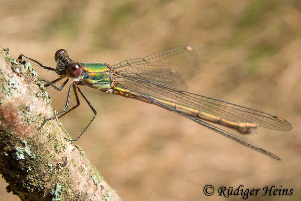 Chalcolestes viridis (Westliche Weidenjungfer) Weibchen, 13.9.2019