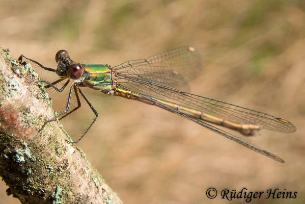 Chalcolestes viridis (Westliche Weidenjungfer) Weibchen
