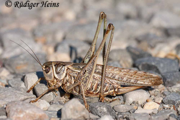 Decticus albifrons (Südlicher Warzenbeißer) Weibchen, 12.10.2010