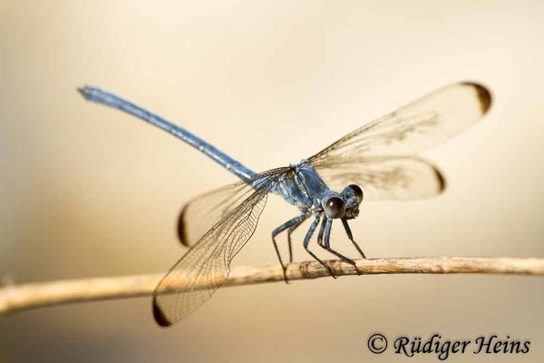 Epallage fatime (Blaue Orientjungfer) Männchen,  17.5.2015