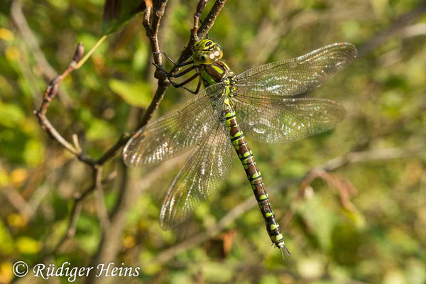 Aeshna cyanea (Blaugrüne Mosaikjungfer) Weibchen, 6.10.2018