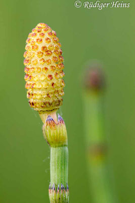 Equisetum palustre (Sumpf-Schachtelhalm), 29.5.2013