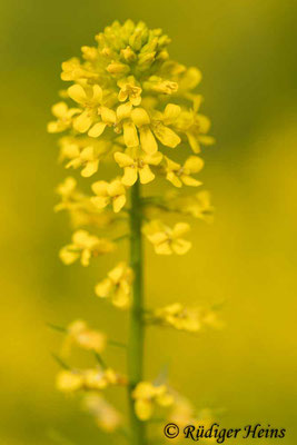 Barbarea vulgaris (Barbarakraut), 24.5.2020