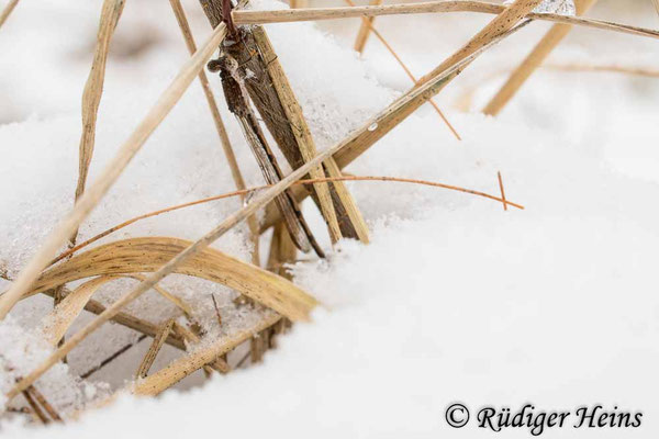 Männchen der Gemeinen Winterlibelle versteckt in Pfeifengras