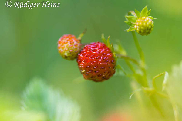 Fragaria vesca (Wald-Erdbeere), 16.6.2024