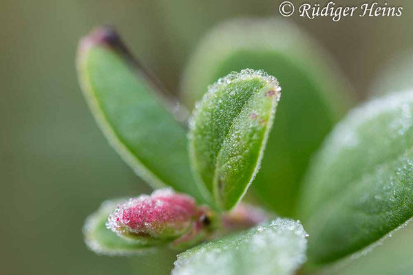 Preiselbeere (Vaccinium vitis-idaea) Knospe mit Raureif, 20.10.2022 - Makroobjektiv 100mm f/2.8