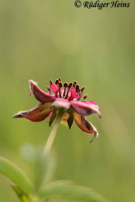Comarum palustre (Sumpf-Blutauge)