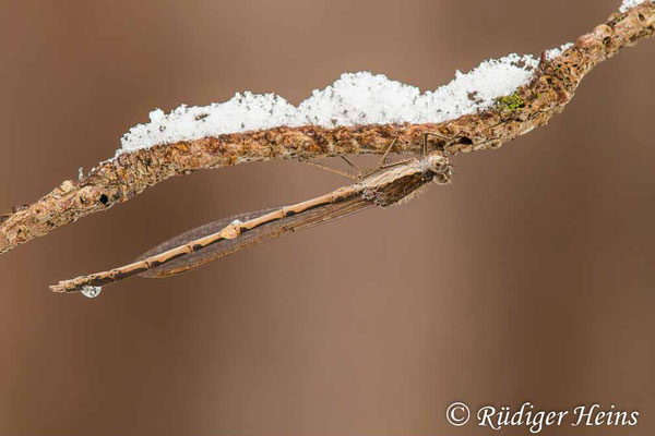 Männchen der Gemeinen Winterlibelle nach Schneefall, 4.1.2025 - Makroobjektiv 180mm f/3.5