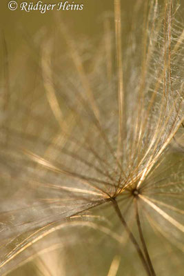 Tragopogon pratensis (Wiesen-Bocksbart)