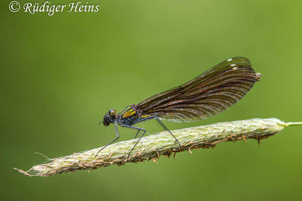 Blauflügel-Prachtlibelle (Calopteryx virgo) Weibchen, 22.6.2023 - Makroobjektiv 180mm f/3.5