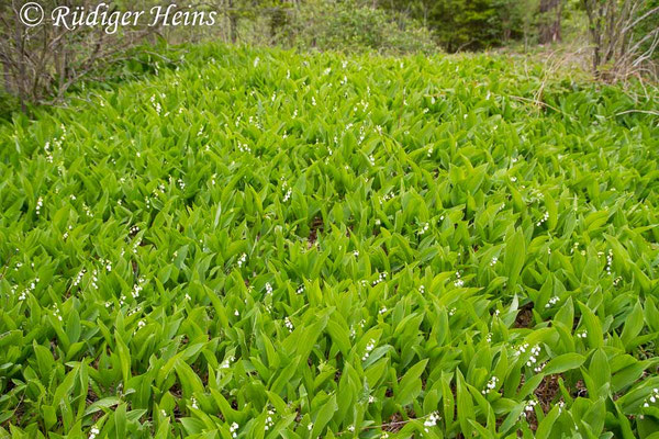 Convallaria majalis (Maiglöckchen)