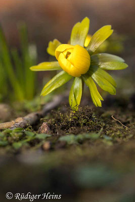 Winterling (Eranthis hyemalis), 20.2.2021