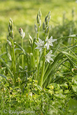 Ornithogalum nutans (Nickender Milchstern), 20.4.2017