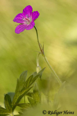 Geranium palustre (Sumpf-Storchschnabel), 23.6.2022