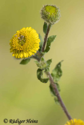 Pulicaria vulgaris (Kleines Flohkraut)