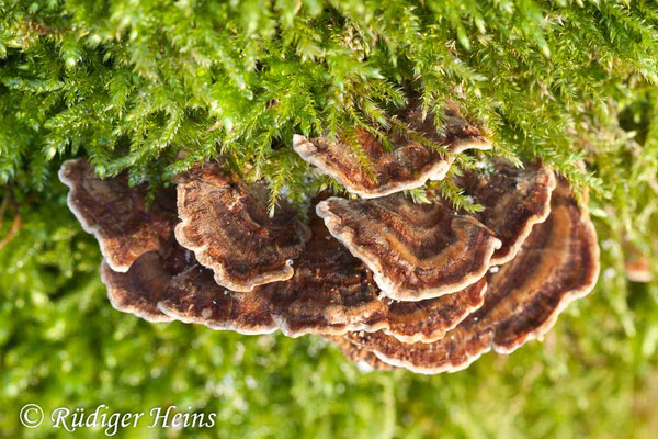 Trametes versicolor (Schmetterlingstramete), 1.1.2014