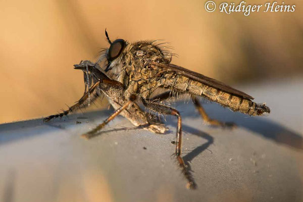 Tolmerus cingulatus (Burschen-Raubfliege) Männchen