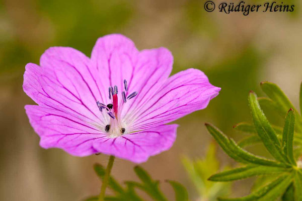 Geranium sanguineum (Blutroter Storchschnabel), 19.5.2012