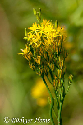 Narthecium ossifragum (Moorlilie, Beinbrech), 28.7.2015