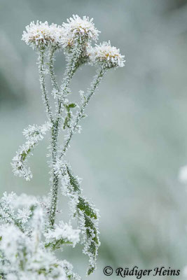 Tanacetum vulgare (Rainfarn), 19.11.2022