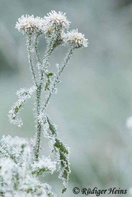 Tanacetum vulgare (Rainfarn)