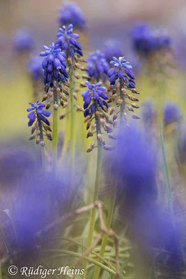 Muscari neglectum (Weinbergs-Traubenhyazinthe), 2.5.2021