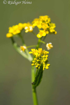 Rorippa sylvestris (Wald-Sumpfkresse), 30.5.2021