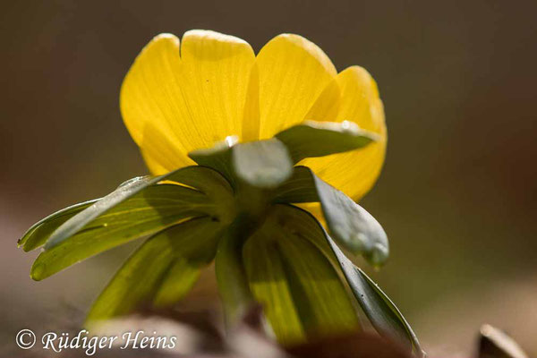 Winterling (Eranthis hyemalis), 22.2.2021