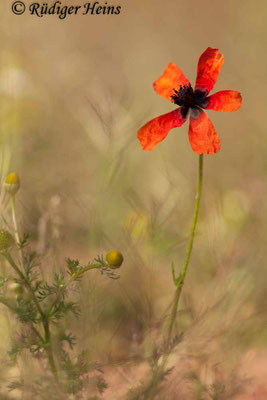 Papaver argemone, Sand-Mohn