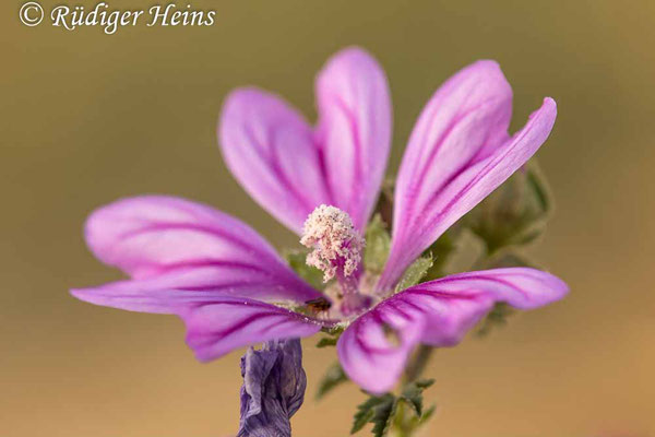 Malva sylvestris (Wilde Malve), 23.5.2024