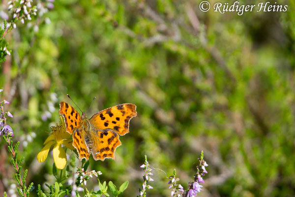 Polygonia c-album (C-Falter), 18.7.2024