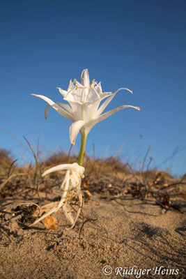 Pancratium maritimum (Dünen-Trichternarzisse oder Strandlilie)Pancratium maritimum (Dünen-Trichternarzisse oder Strandlilie)