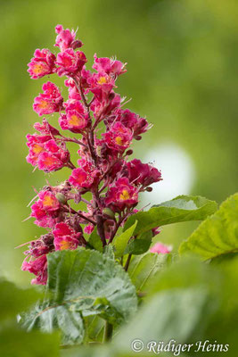 Aesculus carnea (Rotblühende Roßkastanie), 17.5.2025